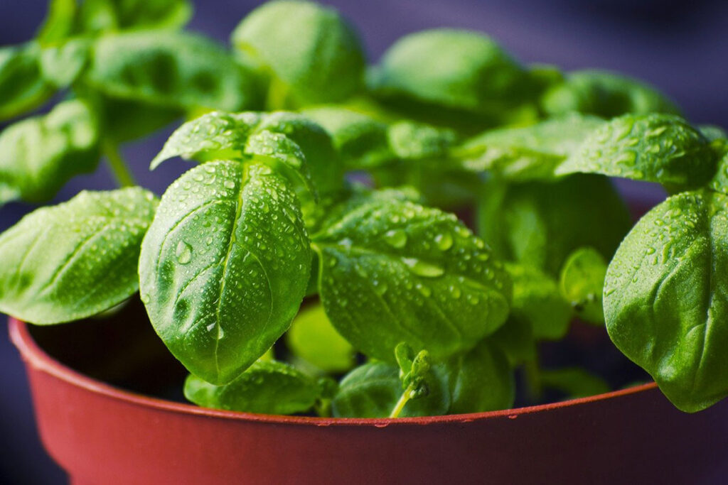 Grow Your Own Indoor Herb Garden