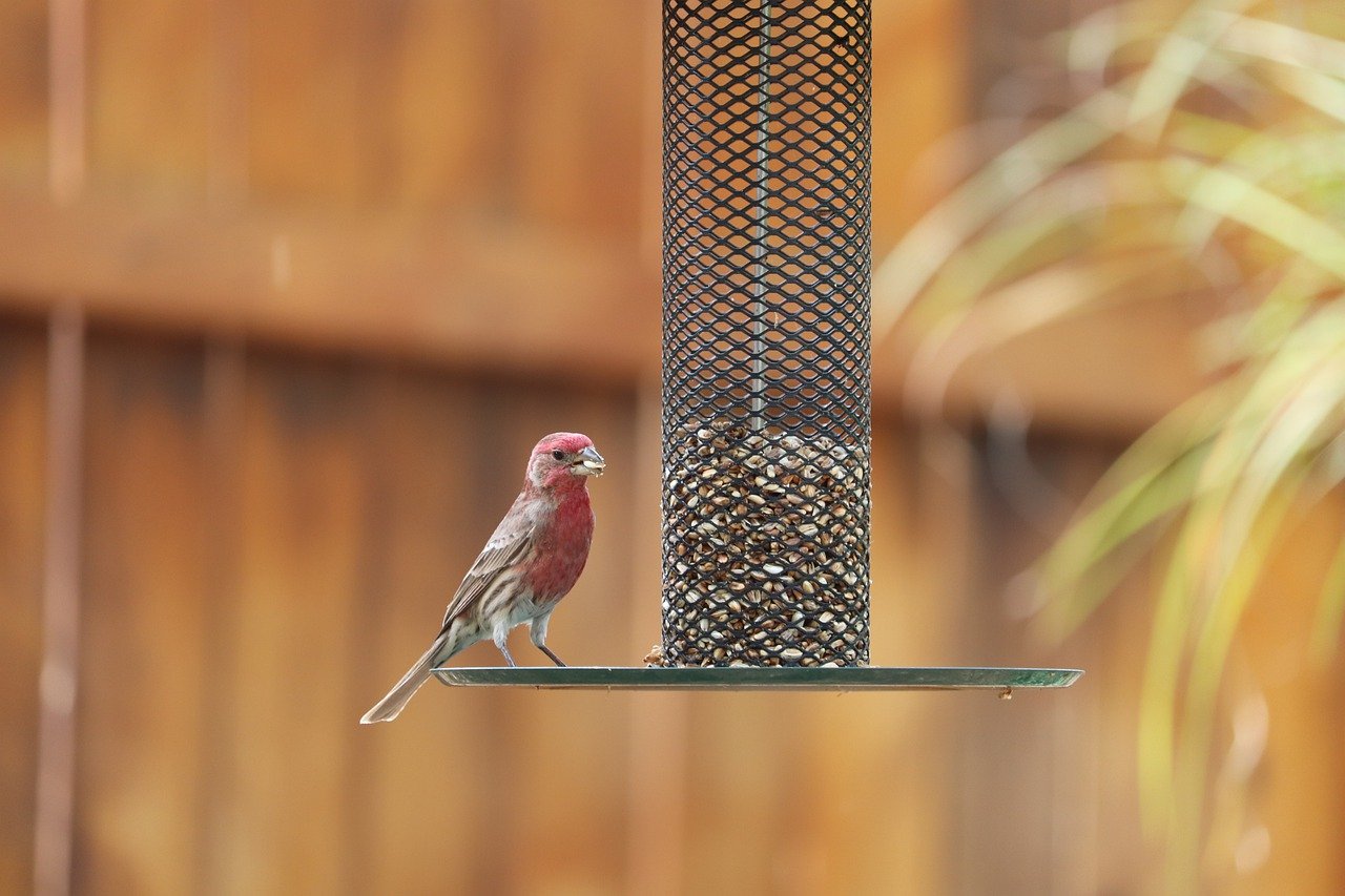 Read more about the article Create a Beautiful Bird Feeder