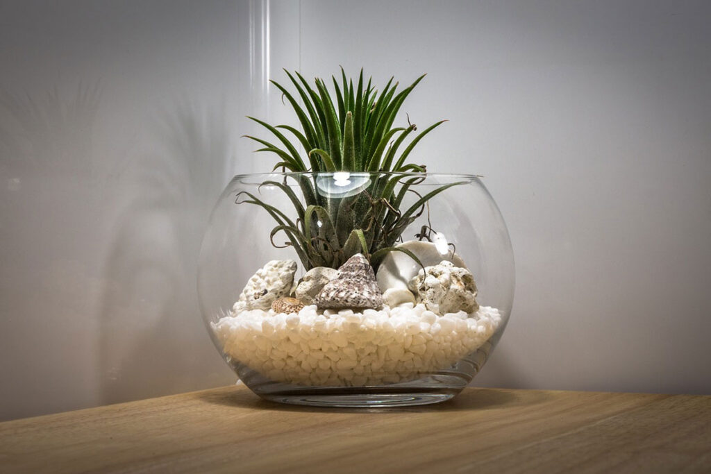 Easily Create Your Own Plant Terrarium