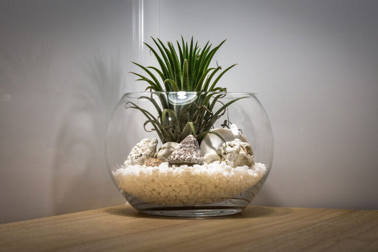 Read more about the article Easily Create Your Own Plant Terrarium