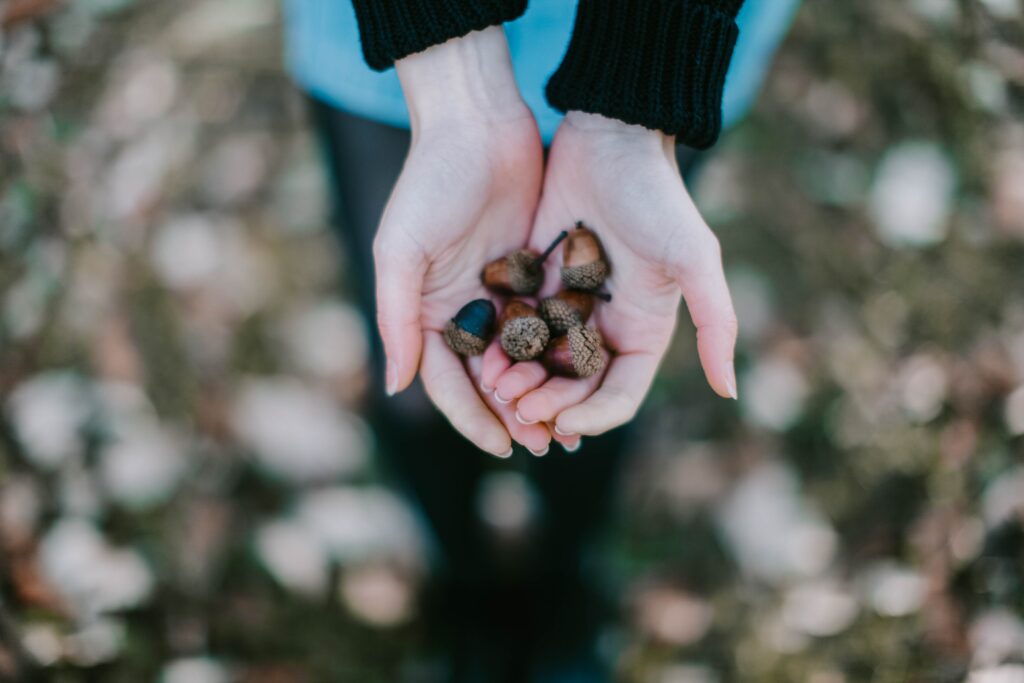 Person holding acorns