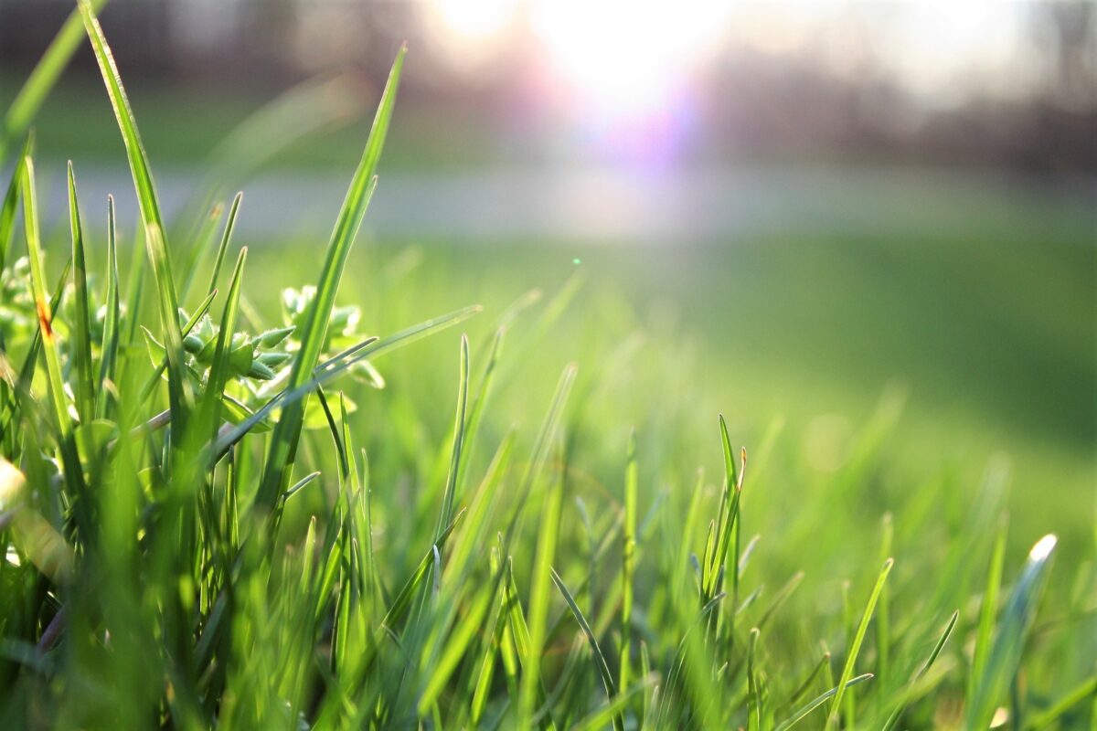 Read more about the article Droughts Drying Up Your Yard? Use These Lawn Care Tips